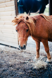 Adopt an Aspens animal - Adopt Tony The Pony - Tony The Pony 