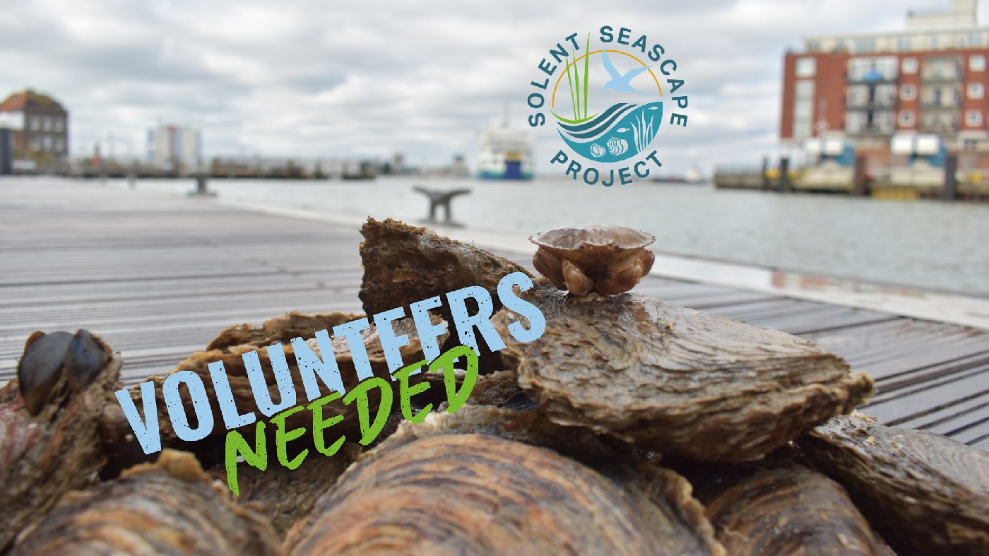 Solent Seascape Project Volunteering Opportunity - Oysters | Blue ...