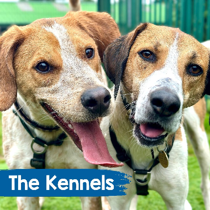 Animal Sponsorship (4003) - Sponsor The Kennels - Physical Pack