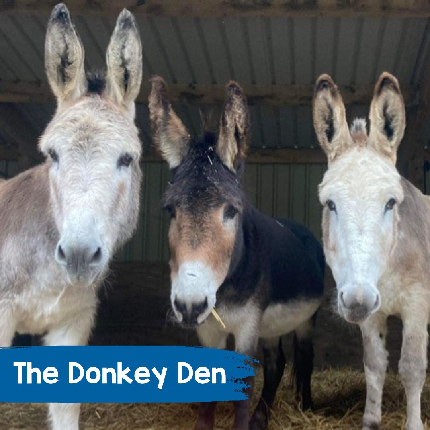 Animal Sponsorship (4003) - Sponsor The Donkey Den - Physical Pack