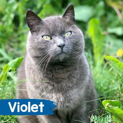 Animal Sponsorship (4003) - Sponsor Violet The Cat - Digital Pack ONLY