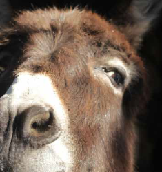 Sponsor a Donkey - Sponsor a Donkey - 1 Year Donkey Sponsorship - Jill