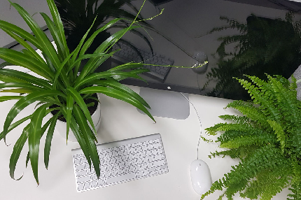 Appreciation Gifts - Appreciation Gift - Grow Your Own Desk Plant