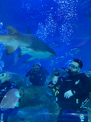 The Movement Centre Shark Dive 2026 - The Movement Centre Shark Dive 2026 - Initial Registration 