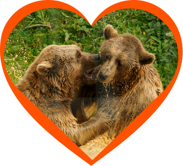 Fundraising in aid of Wildheart Animal Sanctuary - Fundraising in aid of Wildheart Animal Sanctuary - Tell us you're fundraising